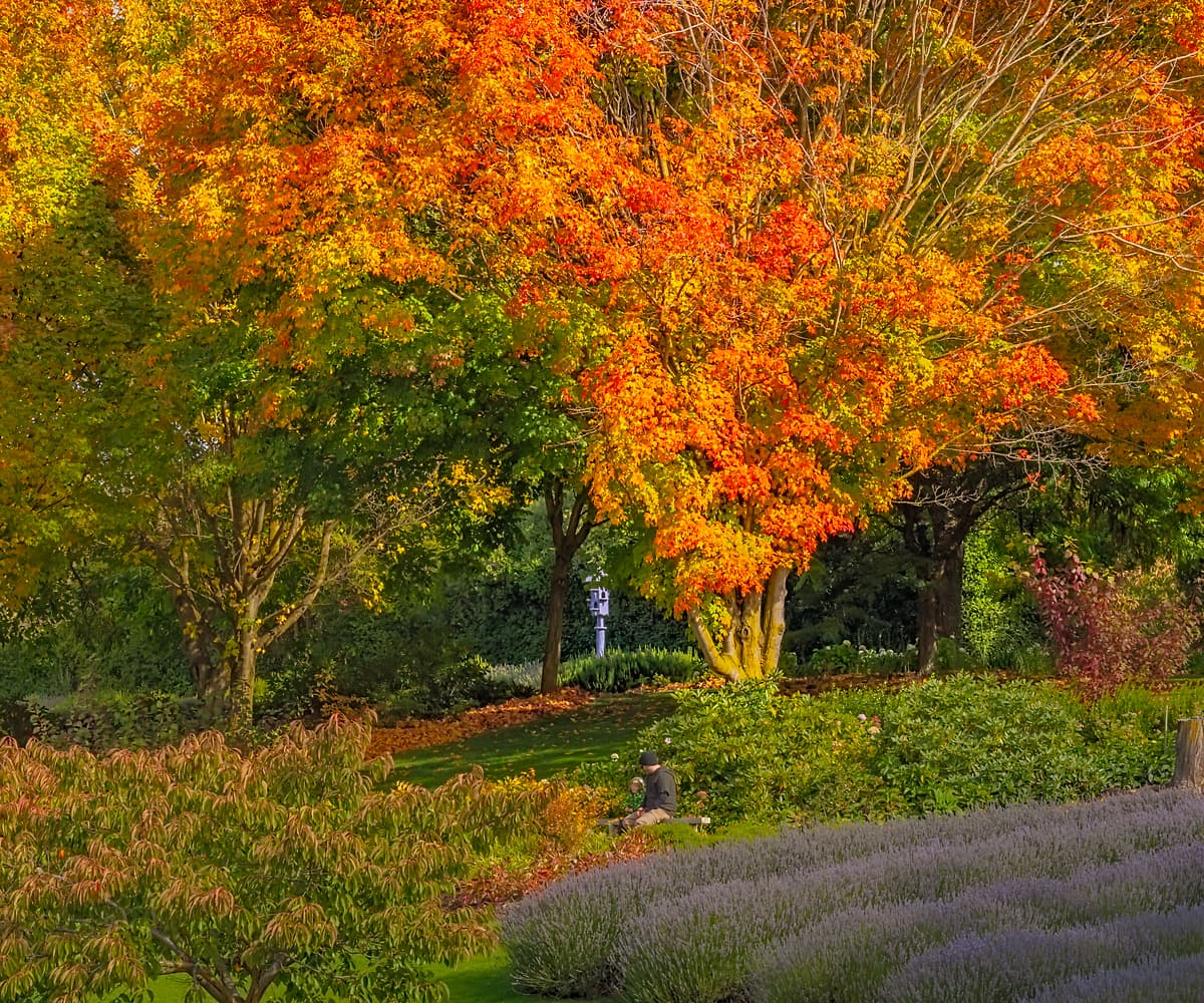 1,256 megapixels! A very high resolution, large-format VAST photo print of a beautiful flower farm on a hillside in autumn; landscape photograph created by John Freeman in Wanaka, New Zealand.