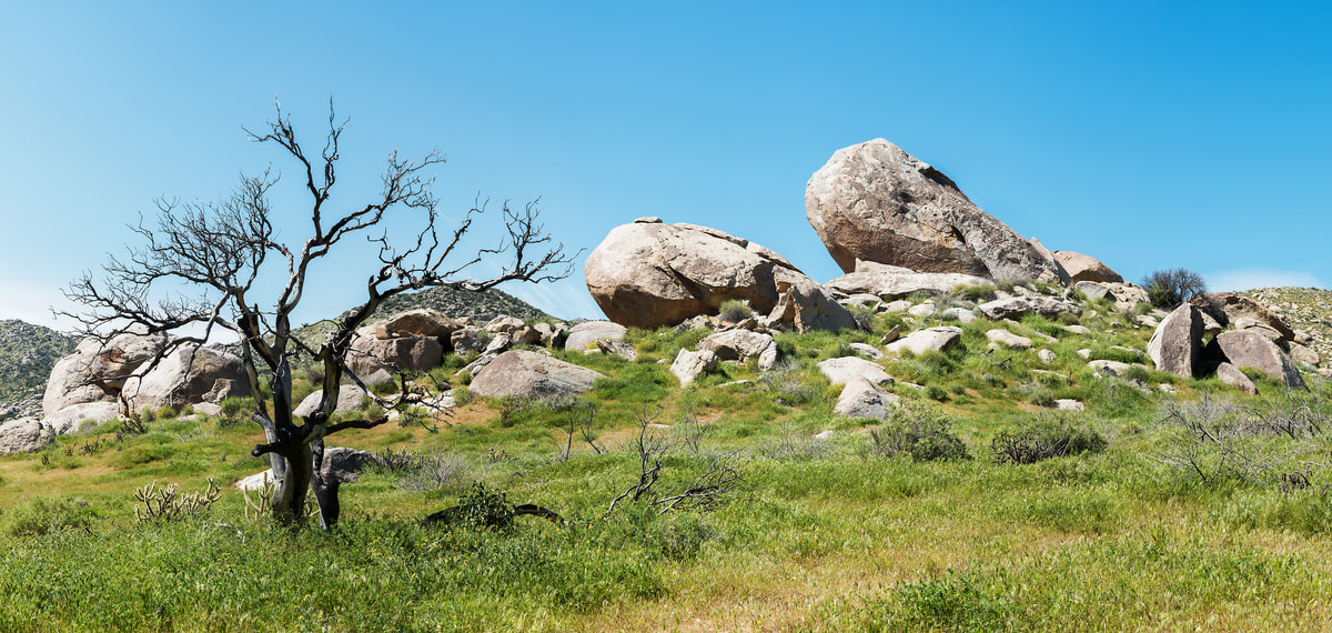 333 megapixels! A very high resolution, large-format VAST photo print of rocks on a hill with a dead tree; nature photograph created by Jim Tarpo in Borrego Springs, California.
