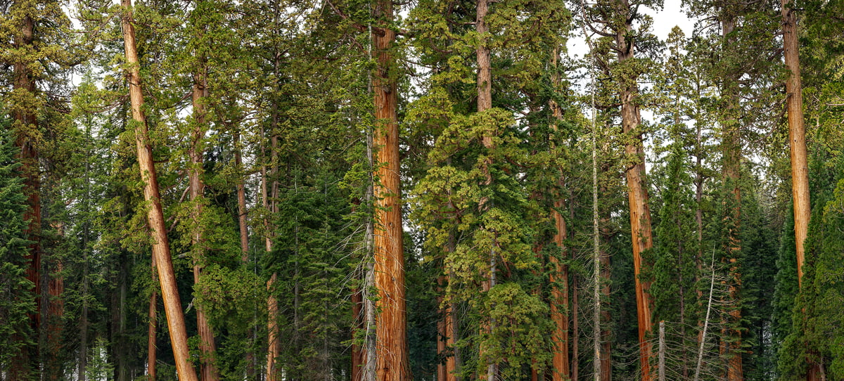 414 megapixels! A very high resolution, large-format VAST photo print of a forest; artful photograph created by Chris Collacott in Sequoia National Park, California, USA.