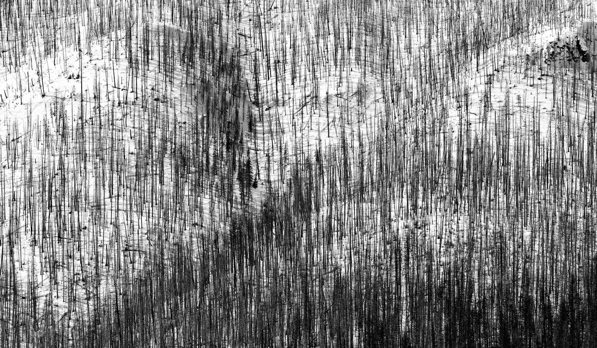 403 megapixels! A very high resolution, large-format VAST photo print of trees on a snowy hill; abstract nature landscape photograph created by Scott Dimond in Kootenay National Park, Alberta, Canada.