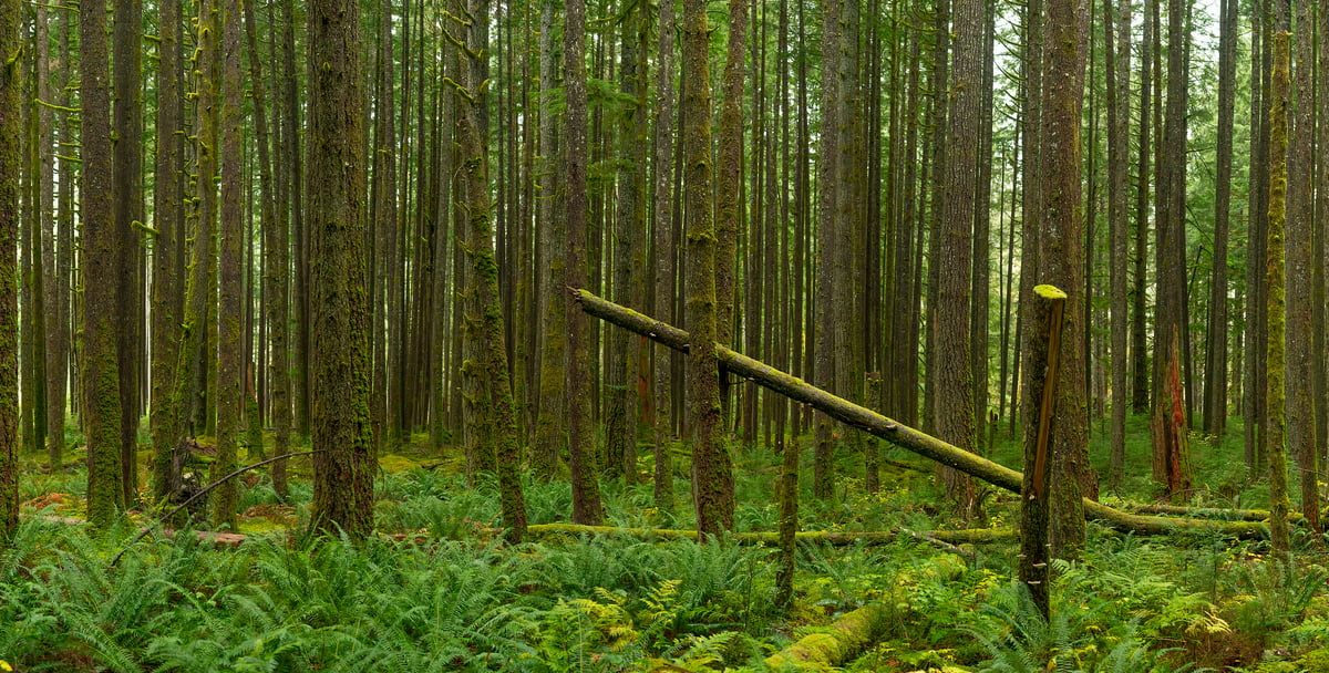 250 megapixels! A very high resolution, large-format VAST photo print of a tree in a forest in the pacific northwest; nature photograph created by Scott Rinckenberger in CCC Trail, Middle Fork Trailhead, Middle Fork Snoqualmie River, Washington.