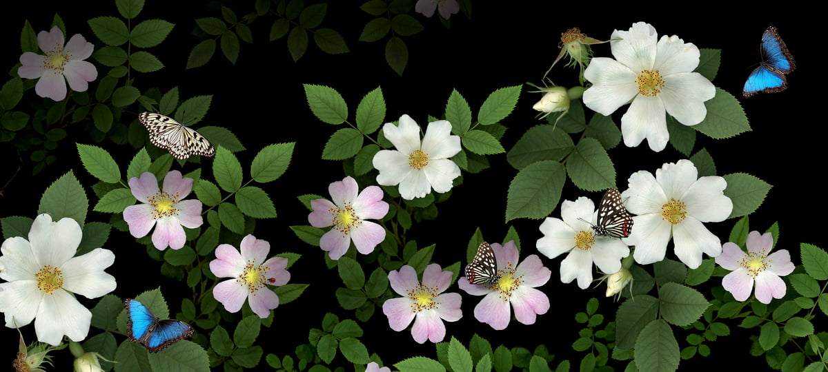 450 megapixels! A very high resolution, large-format VAST photo print of flowers with butterflies on them; nature macro photograph created by Anja Axelsson.