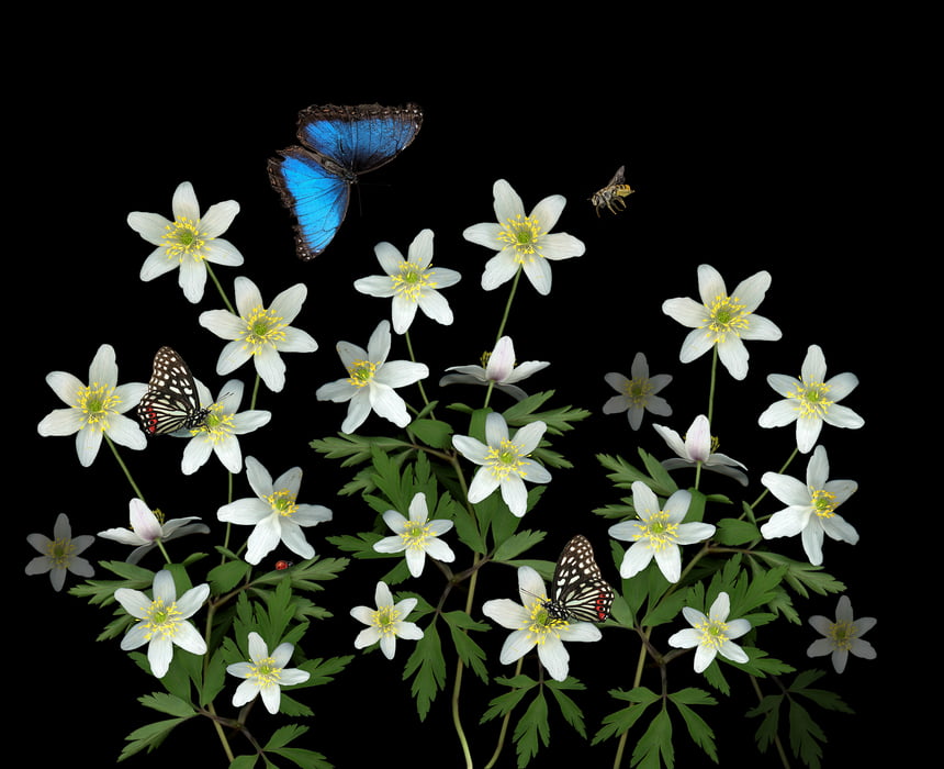 576 megapixels! A very high resolution, large-format VAST photo print of butterflies, bees, and ladybugs on flowers; macro photograph created by Anja Axelsson.