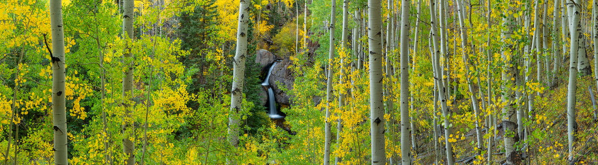 203 megapixels! A very high resolution, panoramic photo print of a nature scene with birch trees, a forest, and a waterfall; photograph created by Phillip Noll in Lake City, Colorado.