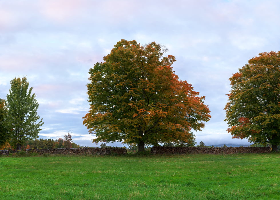 2,613 megapixels! A very high resolution, large-format VAST photo print of a maple tree on a farm in autumn; nature photograph created by Aaron Priest in Muster Field Farm, North Sutton, New Hampshire.