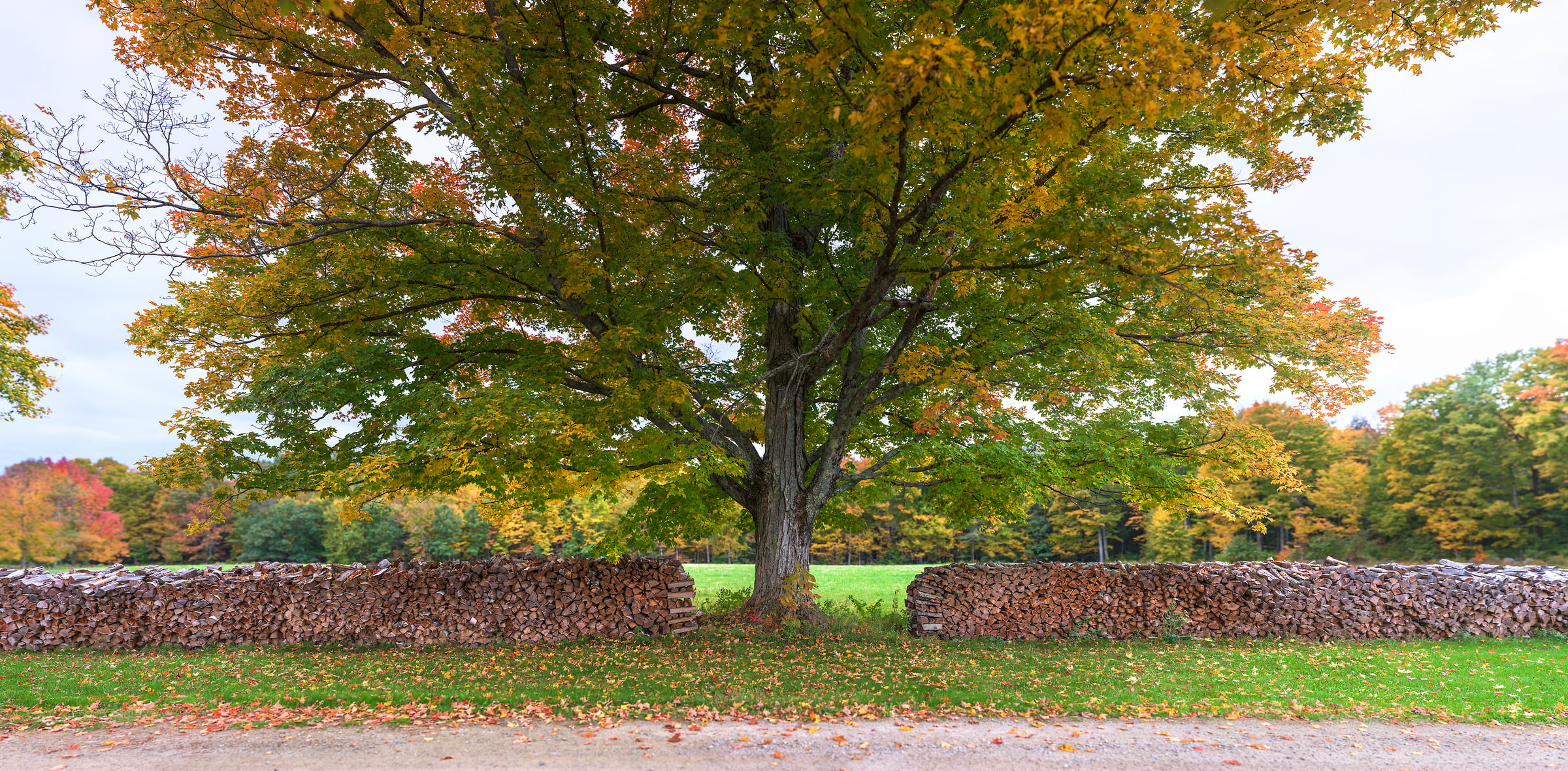 4,647 megapixels! A very high resolution, large-format VAST photo print of a maple tree in New England in autumn; wallpaper photograph created by Aaron Priest in Muster Field Farm, North Sutton, New Hampshire.