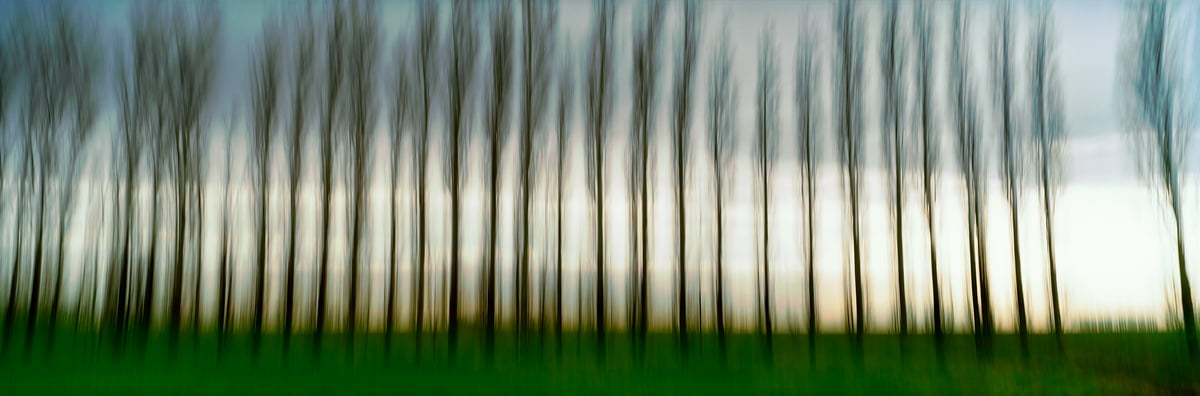 333 megapixels! A very high resolution, large-format, fine art photo print of trees; abstract photograph created by Scott Dimond in Wheatland County, Alberta, Canada.