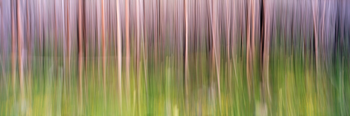 335 megapixels! A very high resolution, large-format, abstract forest photo; fine art photograph created by Scott Dimond in Waterton National Park, Alberta, Canada.