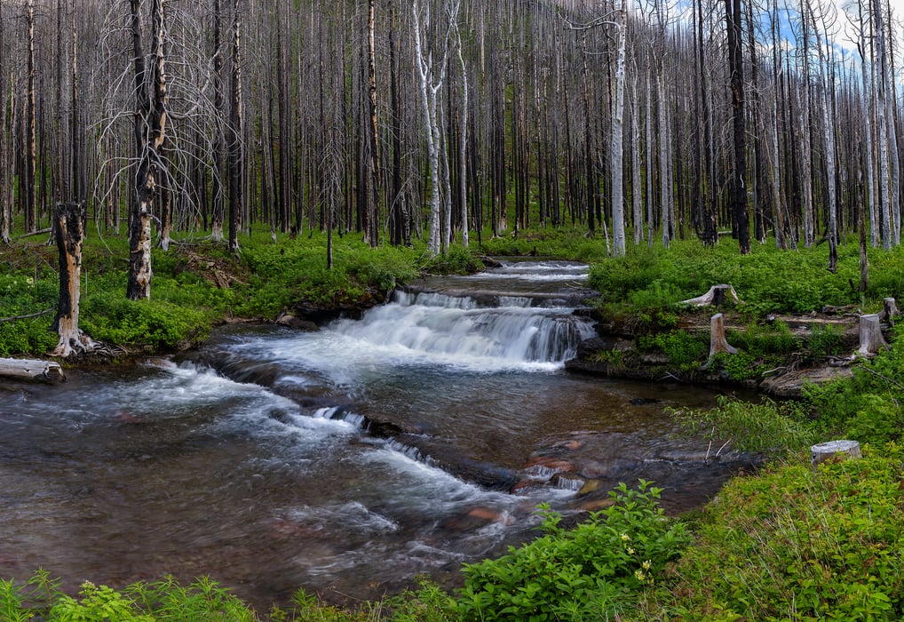 1,281 megapixels! A very high resolution, large-format VAST photo print of a small creek in a burned forest with fresh green undergrowth; nature photograph created by Scott Dimond in Waterton Lakes National Park, Alberta, Canada.