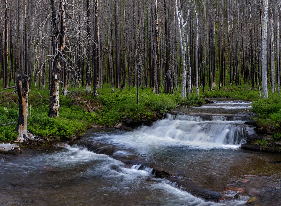 683 megapixels! A very high resolution, large-format VAST photo print of a small creek in a forest; nature photograph created by Scott Dimond in Waterton Lakes National Park, Alberta, Canada.