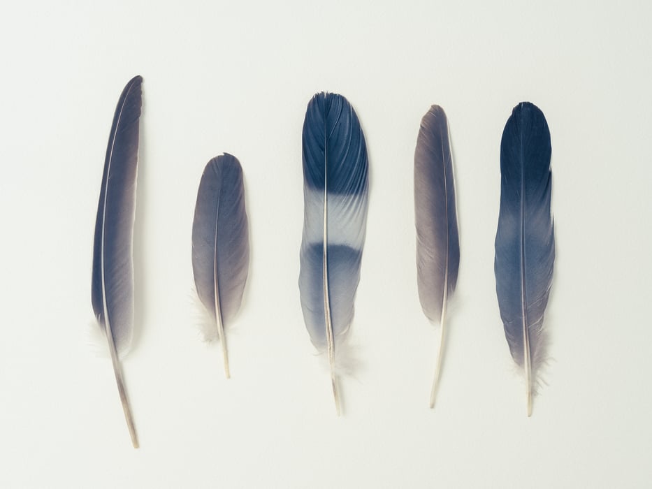 407 megapixels! A very high resolution, artistic photo of feathers on white parchment paper; wall art photograph created by Assaf Frank.