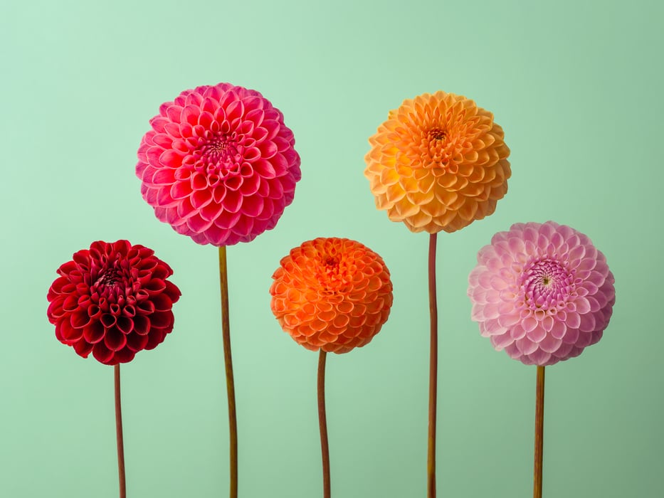 407 megapixels! A very high resolution, large-format VAST photo print of five colorful pompon flowers with a teal background; flower photograph created by Assaf Frank.