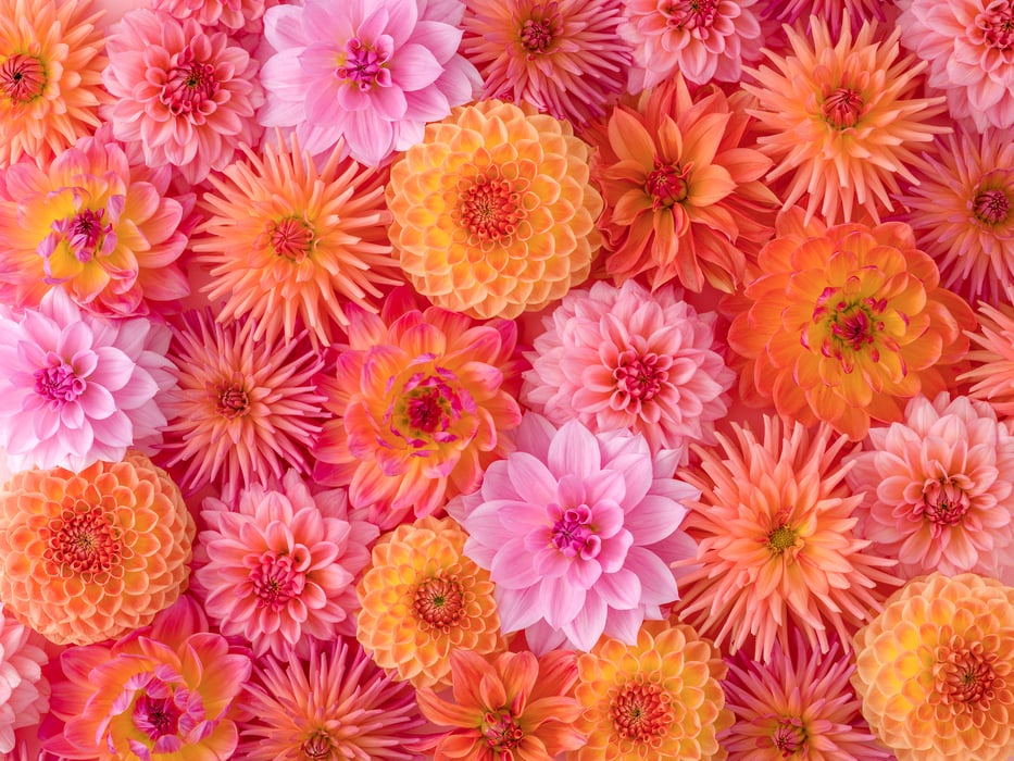 407 megapixels! A very high resolution, large-format wallpaper photo of beautiful flowers; photograph created by Assaf Frank.