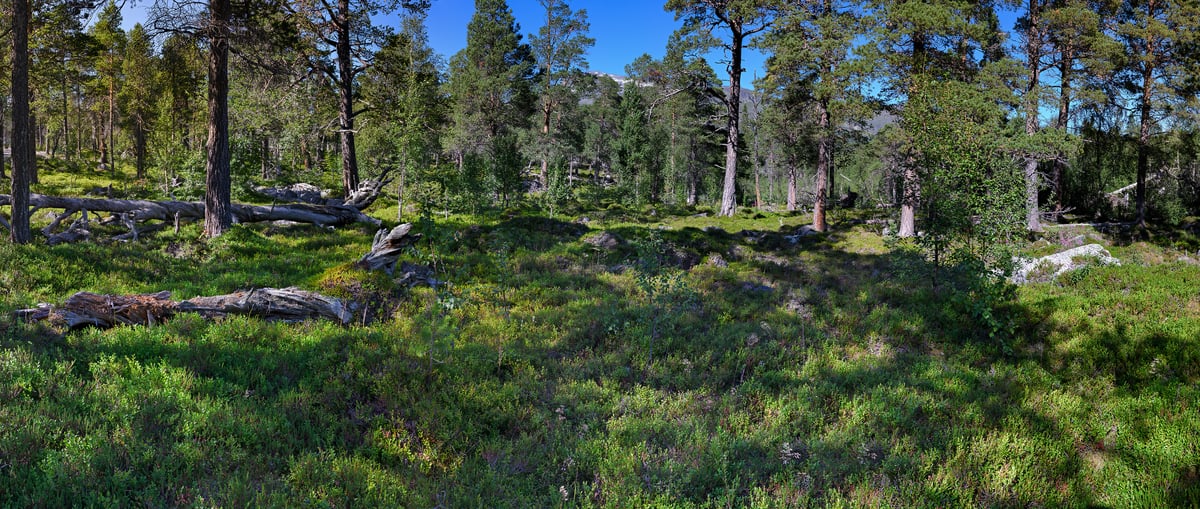 1,744 megapixels! A gigapixel photo of a forest; nature photograph created by Alfred Feil in an arctic boreal forest in Stora Sjoefallet National Park, Laponia, Sweden.