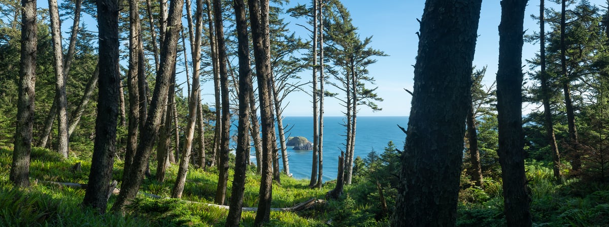 231 megapixels! A very high resolution, large-format VAST photo print of woods, trees, and the coastline; landscape nature photograph created by Greg Probst in Cannon Beach, Ecola State Park, Oregon.
