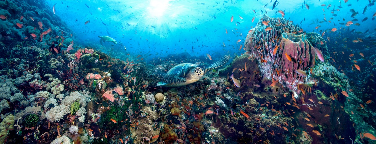 324 megapixels! A very high resolution, large-format VAST photo print of an underwater scene with a sea turtle, colorful coral reef, and swimming schools of fish; fine art ocean photograph created by Jim Hellemn in Pinnacle, Verde Island, Batangas, Philippines.