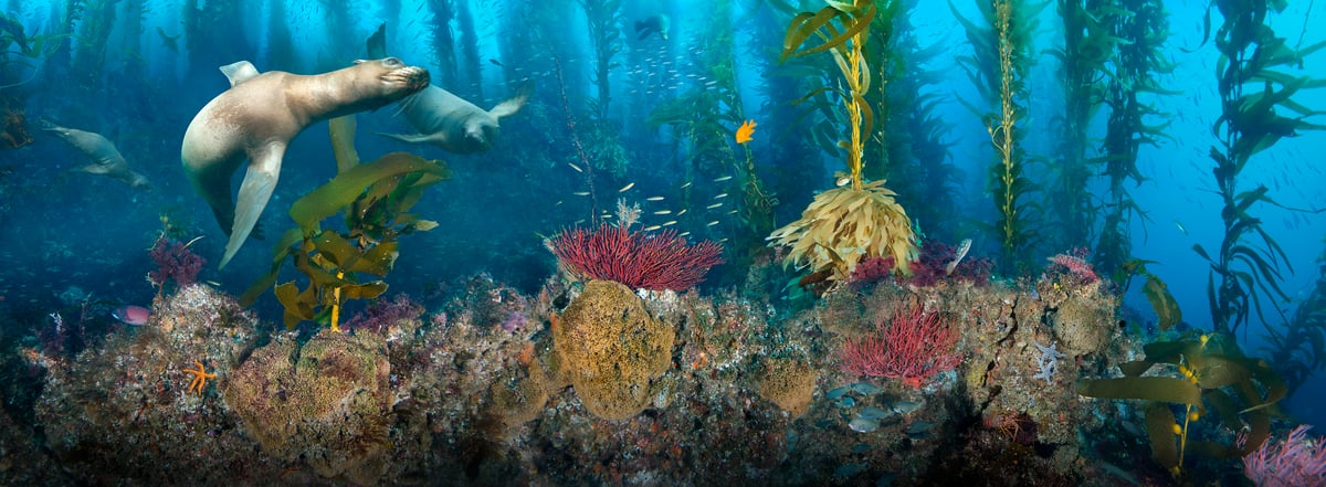 284 megapixels! A very high resolution, large-format VAST photo print of ocean life underwater, with sea lions, fish, kelp, and coral; fine art photograph created by Jim Hellemn in the giant kelp forests of San Clemente Island, Channel Islands, California.