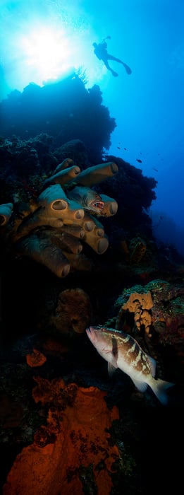 346 megapixels! A very high resolution, large-format VAST photo print of a person scuba diving in the ocean with a coral reef wall and fish; fine art photograph created by Jim Hellemn in Bloody Bay Marine Park, Little Cayman Island, Cayman Islands, British West Indies.