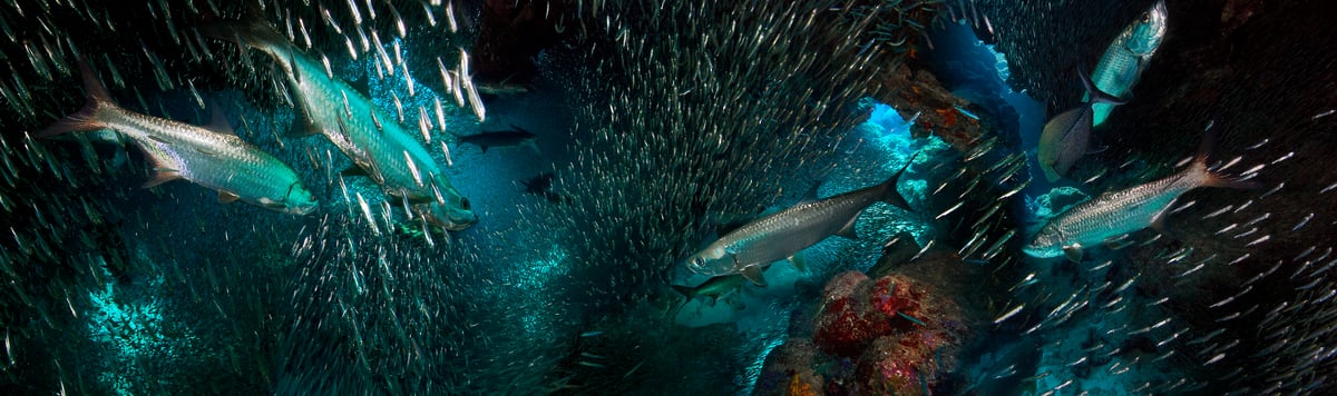 79 megapixels! A very high resolution, large-format VAST photo print of schools of fish swimming underwater; fine art photograph created by Jim Hellemn in Devil's Grotto, Grand Cayman, Cayman Islands, British West Indies.