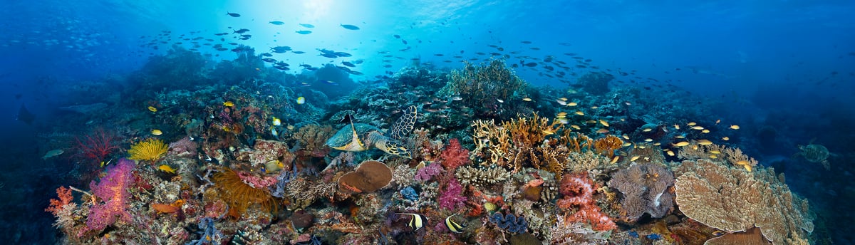 116 megapixels! A very high resolution, large-format VAST photo print of a beautiful coral reef with colorful coral, a sea turtle, and schools of fish; underwater photograph created by Jim Hellemn in Tubbataha Atolls Unesco World Heritage Site, Cagayancillo, Philippines.