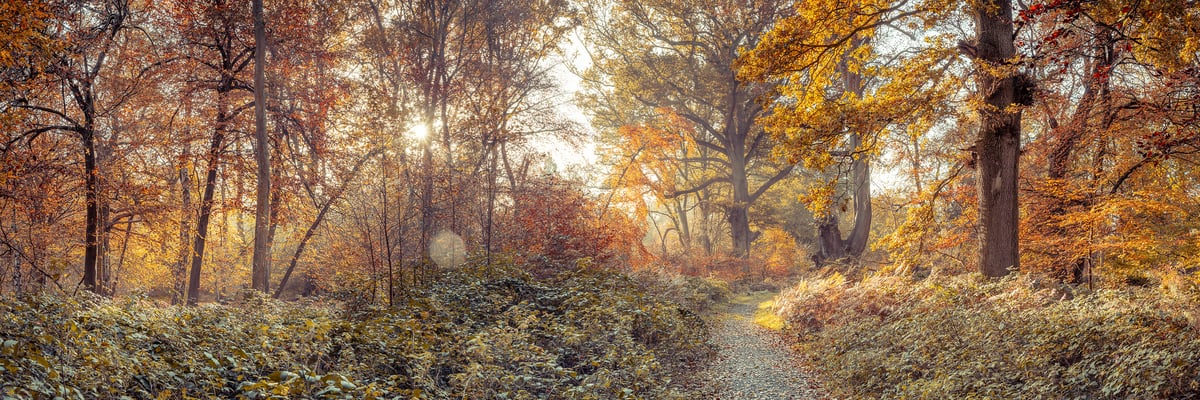 412 megapixels! A very high resolution, large-format VAST photo print of a trail in a forest during fall with colorful fall leaves; nature photograph created by Assaf Frank in Berkhamsted, United Kingdom.
