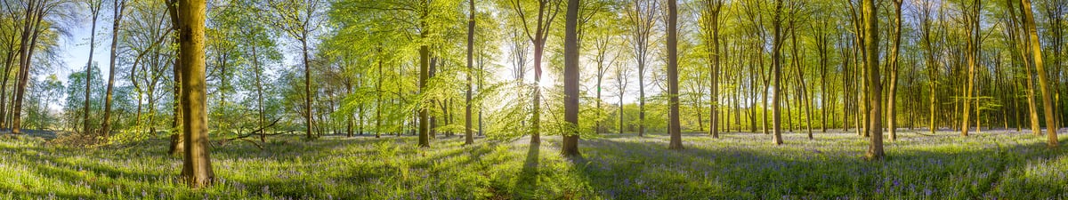 266 megapixels! A very high resolution panorama mural photo of a beautiful forest during spring with sunrise streaming through the trees; nature photograph created by Assaf Frank in Micheldever Forest, Hampshire, United Kingdom.