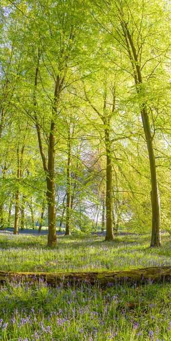 250 megapixels! A very high resolution, vertical photo print of a beautiful forest in springtime with bluebell flowers on the forest floor; nature photograph created by Assaf Frank in Micheldever Forest, Hampshire, United Kingdom.
