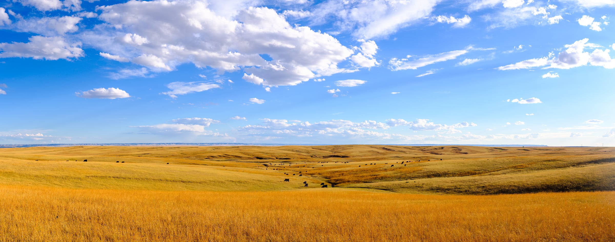 288 megapixels! A very high resolution, large-format VAST photo print of golden-colored fields with a few cows grazing in the distance; beautiful fine art photograph created by Jerred Zegelis in Halsey, Nebraska.