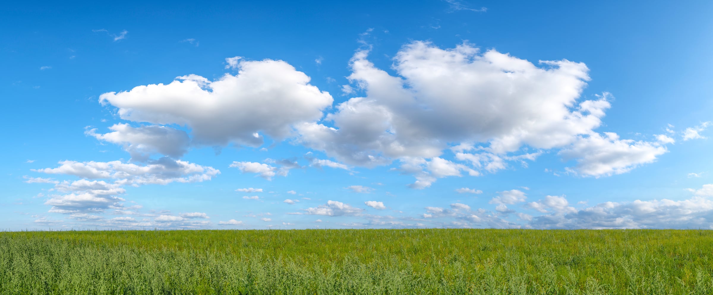 288 megapixels! A very high resolution, large-format VAST photo of green grassland under a blue sky with idyllic puffy clouds; landscape photograph created by Assaf Frank in St Albans, United Kingdom. Available for digital download with a license.