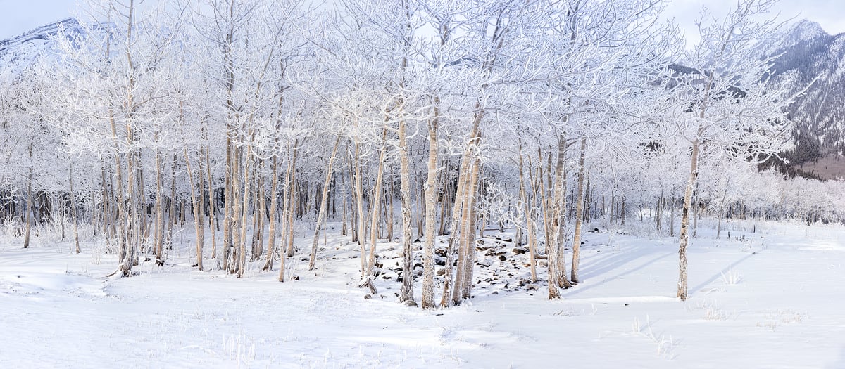 404 megapixels! A very high resolution, large-format VAST photo print of a grove of frosty trees that are snow-covered in winter; nature photograph created by Scott Dimond in Banff National Park, Alberta, Canada.