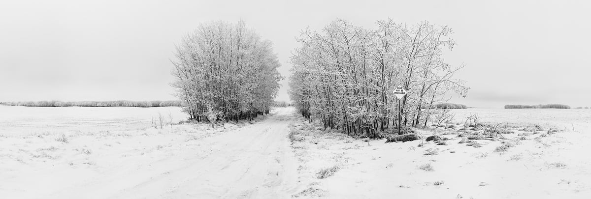 623 megapixels! A very high resolution, large-format, black & white panorama photo of a road going through a grove of a snow-covered trees in the middle of a snowy field; landscape photograph created by Scott Dimond in Wheatland County, Alberta, Canada.