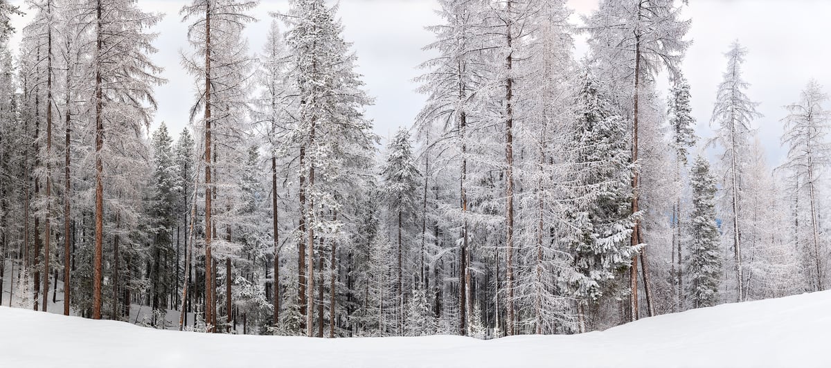 1,760 megapixels! A very high resolution, large-format VAST photo print of a beautiful forest in winter with snow-covered trees; nature photograph created by Scott Dimond in Kimberley, British Columbia, Canada.
