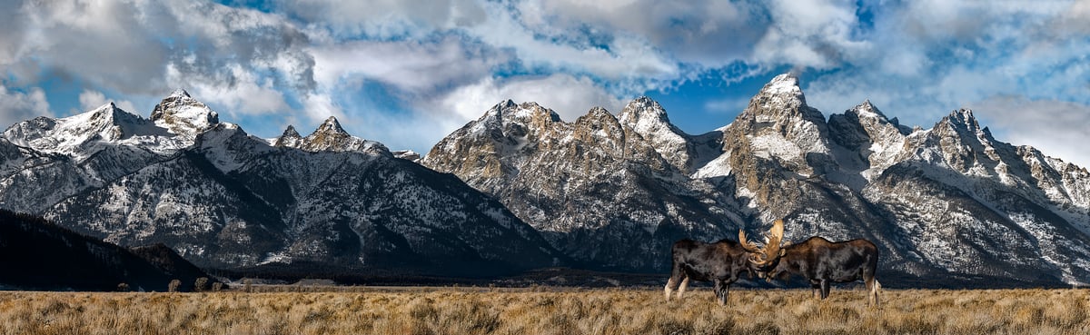 300 megapixels! A very high resolution, large-format VAST photo print of two moose in a field in front of The Teton Range of mountains; national park wildlife photograph created by David David in Grand Teton National Park, Wyoming.