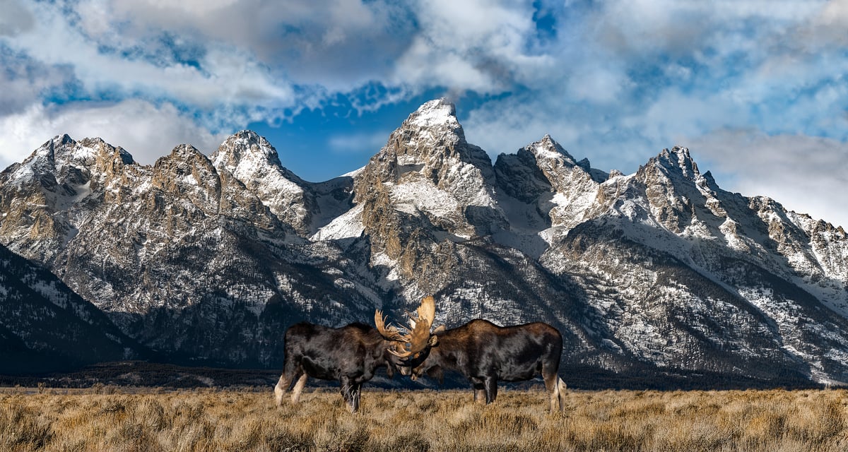 173 megapixels! A very high resolution, big photo print of two moose in a field in front of The Teton Range of mountains; national park wildlife photograph created by David David in Grand Teton National Park, Wyoming.