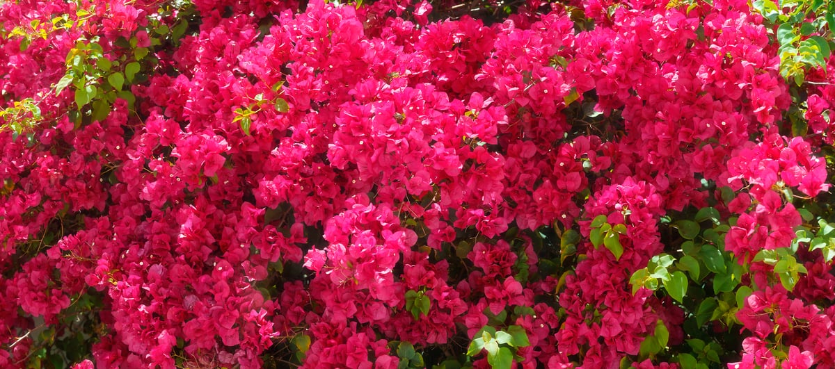 364 megapixels! A very high resolution, large-format VAST photo print of beautiful crimson-colored flowers on a bush; nature photograph created by Phil Crawshay.