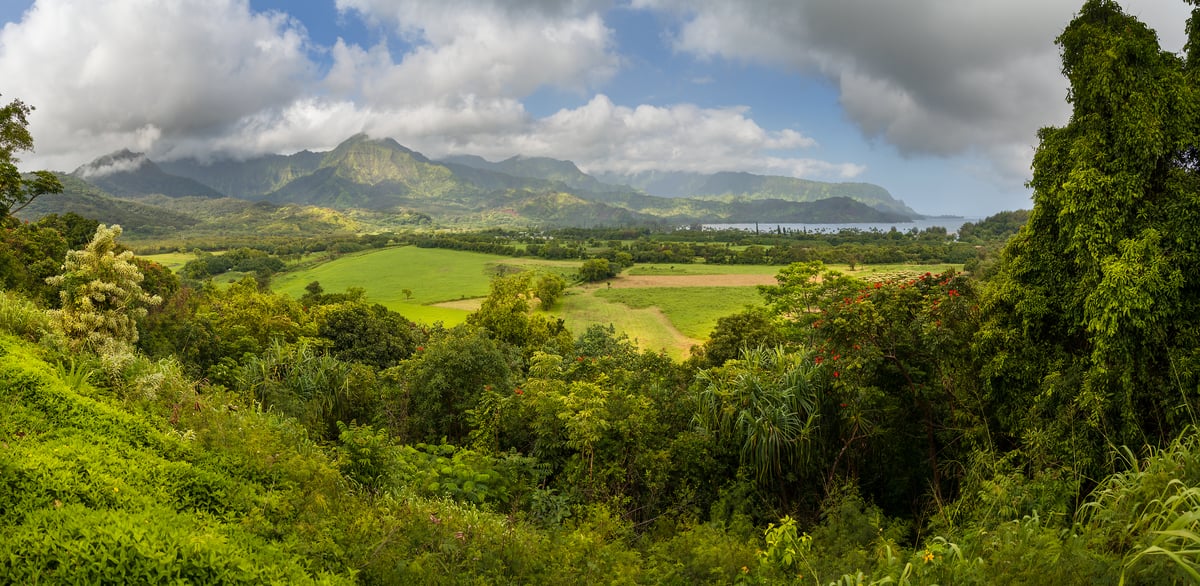 187 megapixels! A very high resolution, large-format VAST photo print of a nature scene on Kauai island with trees, bushes, vines, grassy fields, verdant mountains, and a bay in the distance; landscape photograph created by Jeff Lewis in Hanalei, Hawaii.